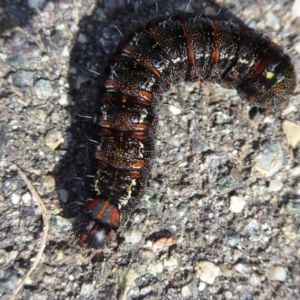 Apina callisto at Dunlop, ACT - 18 Aug 2019