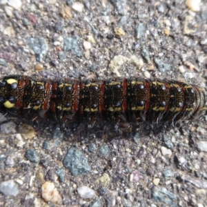 Apina callisto at Dunlop, ACT - 18 Aug 2019 01:36 PM