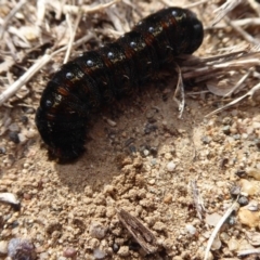 Apina callisto at Dunlop, ACT - 18 Aug 2019 01:36 PM