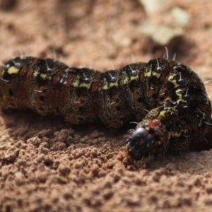 Apina callisto at Hughes, ACT - 19 Aug 2019