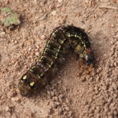 Apina callisto at Hughes, ACT - 19 Aug 2019