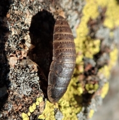 Calolampra sp. (genus) (Bark cockroach) at Mount Painter - 14 Aug 2019 by CathB