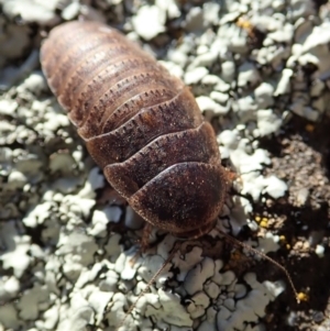 Calolampra sp. (genus) at Dunlop, ACT - 14 Aug 2019 03:35 PM