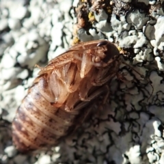 Calolampra sp. (genus) at Dunlop, ACT - 14 Aug 2019 03:35 PM