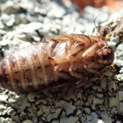 Calolampra sp. (genus) at Dunlop, ACT - 14 Aug 2019 03:35 PM