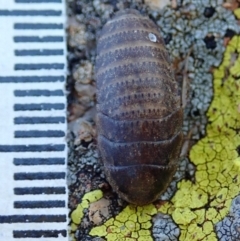 Calolampra sp. (genus) at Dunlop, ACT - 14 Aug 2019 03:35 PM