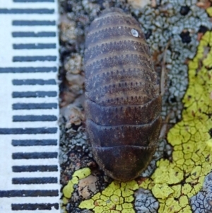 Calolampra sp. (genus) at Dunlop, ACT - 14 Aug 2019 03:35 PM