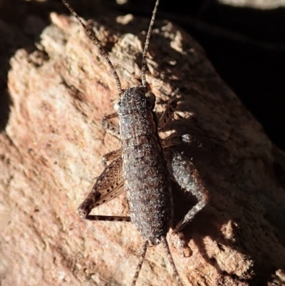 Eurepa marginipennis (Mottled bush cricket) at Aranda Bushland - 17 Aug 2019 by CathB