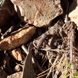 Eurepa marginipennis at Dunlop, ACT - 17 Aug 2019 03:09 PM