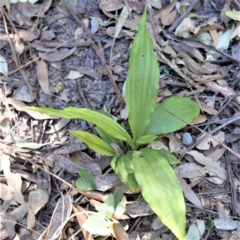 Calanthe triplicata (Christmas Orchid) at McDonald State Forest - 18 Aug 2019 by plants