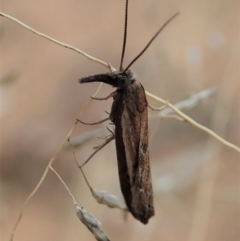 Ptochostola microphaeellus (A Crambid moth) at Mount Painter - 18 Aug 2019 by CathB