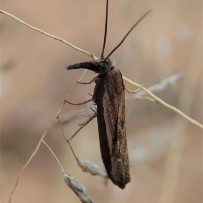 Ptochostola microphaeellus (A Crambid moth) at Mount Painter - 18 Aug 2019 by CathB