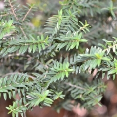 Melaleuca biconvexa (Biconvex paperbark) at Yatte Yattah, NSW - 19 Aug 2019 by plants