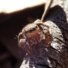 Salticidae (family) (Unidentified Jumping spider) at Aranda, ACT - 17 Aug 2019 by CathB