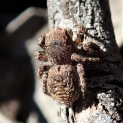 Salticidae (family) at Aranda Bushland - 17 Aug 2019 02:59 PM