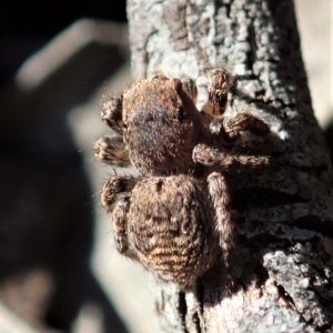 Salticidae (family) at Aranda Bushland - 17 Aug 2019