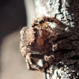 Salticidae (family) at Aranda Bushland - 17 Aug 2019 02:59 PM