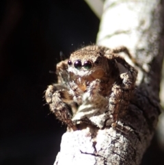 Salticidae (family) at Aranda Bushland - 17 Aug 2019 02:59 PM