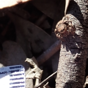 Salticidae (family) at Aranda Bushland - 17 Aug 2019