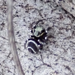 Omoedus marginatus (Tiny Ant-eating Jumper) at Mount Painter - 18 Aug 2019 by CathB