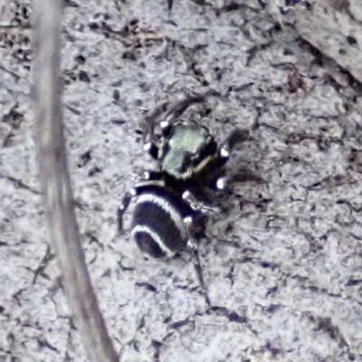 Omoedus marginatus (Tiny Ant-eating Jumper) at Cook, ACT - 18 Aug 2019 by CathB