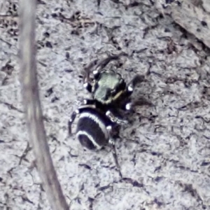 Omoedus marginatus at Cook, ACT - 18 Aug 2019