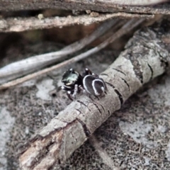 Zenodorus marginatus at Cook, ACT - 18 Aug 2019