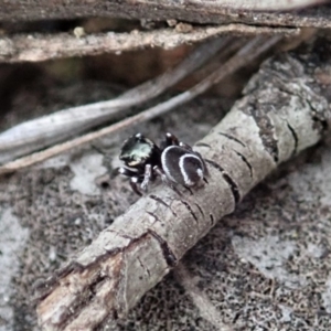 Zenodorus marginatus at Cook, ACT - 18 Aug 2019 03:02 PM