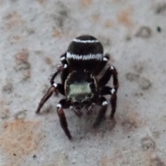 Omoedus marginatus at Cook, ACT - 18 Aug 2019