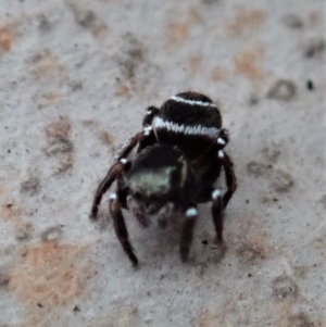 Zenodorus marginatus at Cook, ACT - 18 Aug 2019 03:02 PM