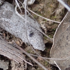 Zenodorus marginatus at Cook, ACT - 18 Aug 2019 03:02 PM