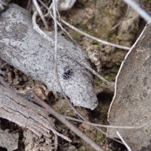 Zenodorus marginatus at Cook, ACT - 18 Aug 2019