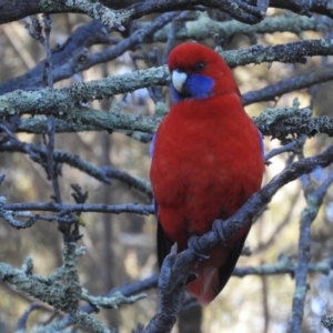 Platycercus elegans at Flynn, ACT - 18 Aug 2019 11:00 AM