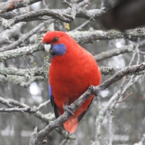 Platycercus elegans at Flynn, ACT - 18 Aug 2019 11:00 AM