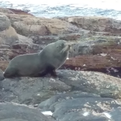 Arctocephalus pusillus doriferus (Australian Fur-seal) at Bawley Point, NSW - 19 Aug 2019 by GLemann