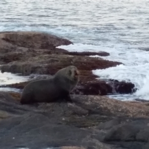 Arctocephalus pusillus doriferus at Bawley Point, NSW - 19 Aug 2019