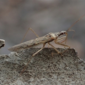 Nabis sp. (genus) at Dunlop, ACT - 16 Aug 2019