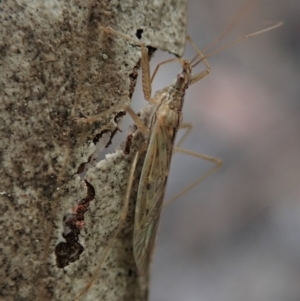 Nabis sp. (genus) at Dunlop, ACT - 16 Aug 2019