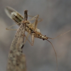 Nabis sp. (genus) at Dunlop, ACT - 16 Aug 2019