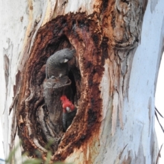 Callocephalon fimbriatum (Gang-gang Cockatoo) at GG07 - 19 Aug 2019 by HelenCross