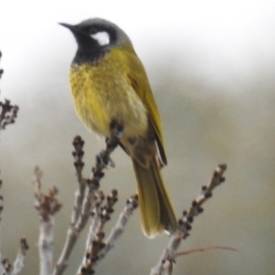 Nesoptilotis leucotis (White-eared Honeyeater) at Kambah, ACT - 18 Aug 2019 by HelenCross