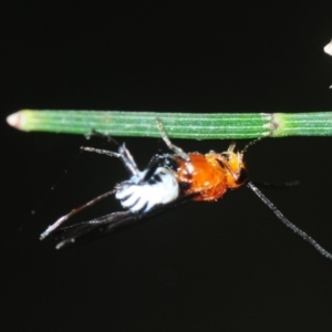 Braconidae (family) at Bega, NSW - 16 Aug 2019 12:17 PM