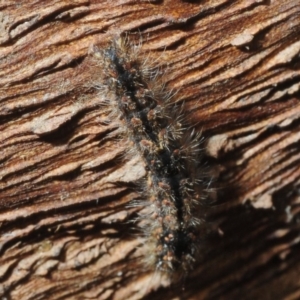 Lepidoptera unclassified IMMATURE at Bega, NSW - 16 Aug 2019 12:33 PM