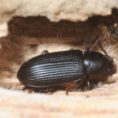 Tenebrionidae (family) (Darkling beetle) at Tarraganda, NSW - 16 Aug 2019 by Harrisi