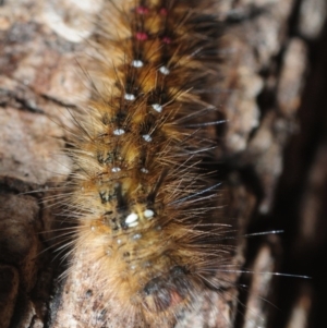 Anthela (genus) adult at Tarraganda, NSW - 16 Aug 2019 12:44 PM