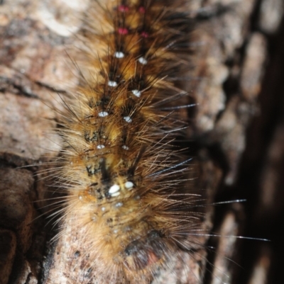 Anthela (genus) adult (Australian Hairy Bears) at Bega River Bioblitz - 16 Aug 2019 by Harrisi