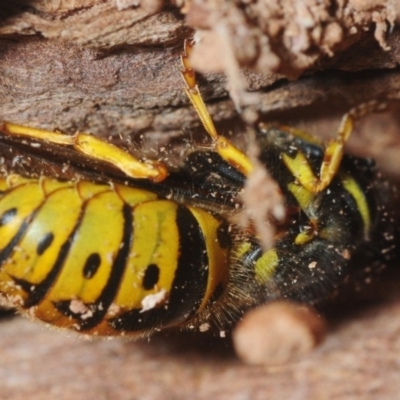 Vespula germanica (European wasp) at Bega, NSW - 16 Aug 2019 by Harrisi