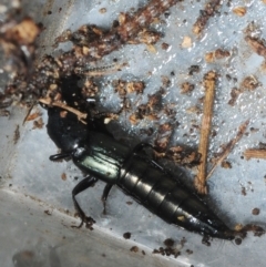 Thyreocephalus sp. (genus) at Bega, NSW - 16 Aug 2019 02:20 PM