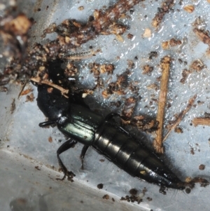 Thyreocephalus sp. (genus) at Bega, NSW - 16 Aug 2019