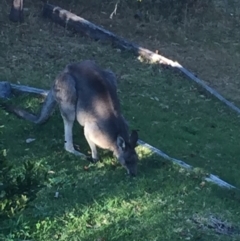 Macropus giganteus (Eastern Grey Kangaroo) at Tathra Public School - 20 Aug 2019 by Oskar